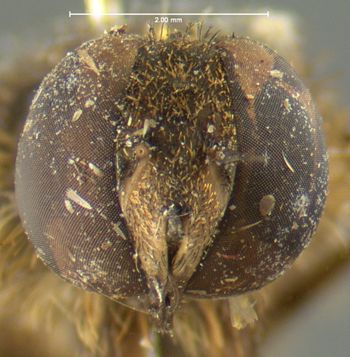 Media type: image;   Entomology 12657 Aspect: head frontal view
